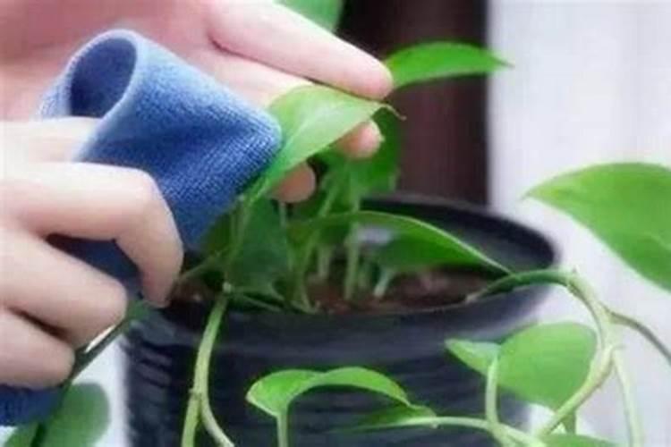 脱落的桂花叶子可以做腐土吗？