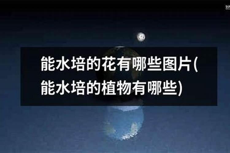 水培郁金香的养殖方法