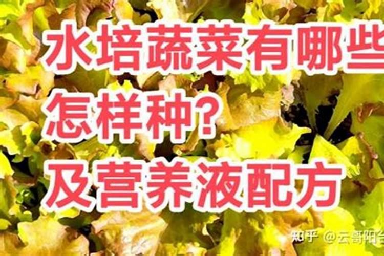郁金香水培方法和注意事项