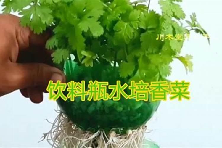 香菜根可以种水里吗 香菜根种在水里能活吗