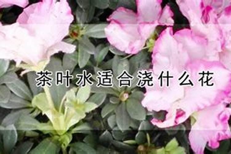 蟹爪莲浇什么水好,才能苗壮开花多？
