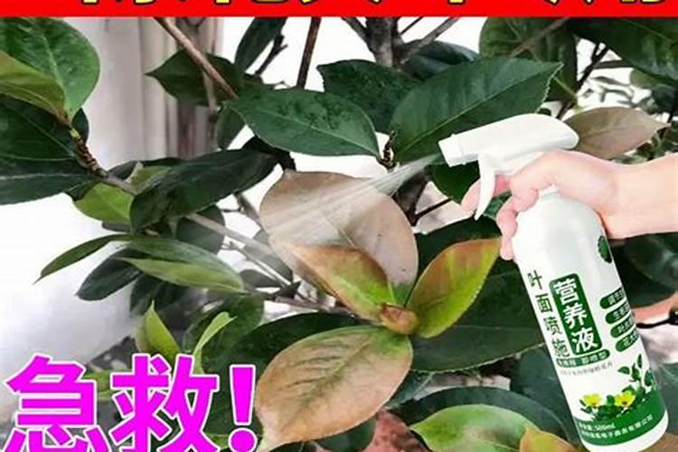 法国冬青种植方法
