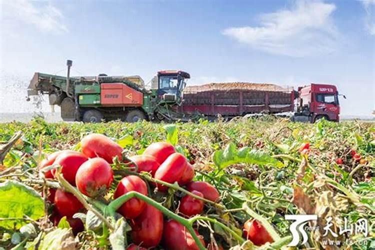 西红柿的种植用什么肥料好