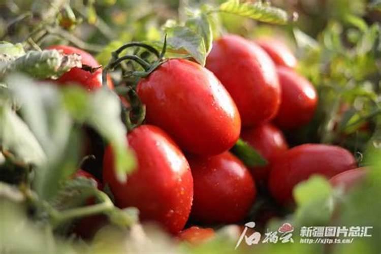 种植番茄需要用什么肥料