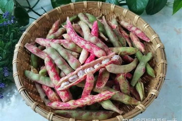 豆角用什么肥料 豆角用氮肥对吗