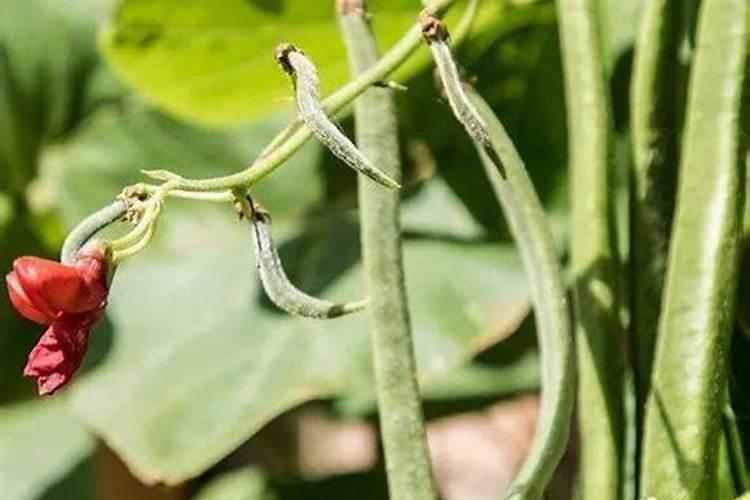 豆角用氮肥还是磷肥追肥比较好