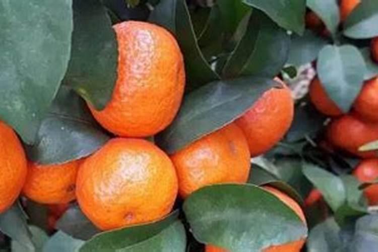 四季豆用什么肥料