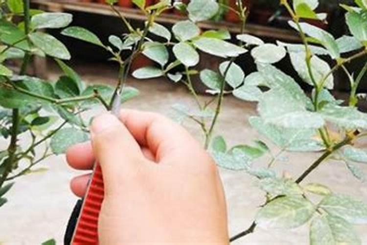 沙漠玫瑰花败后瘦了一圈如何养护恢复
