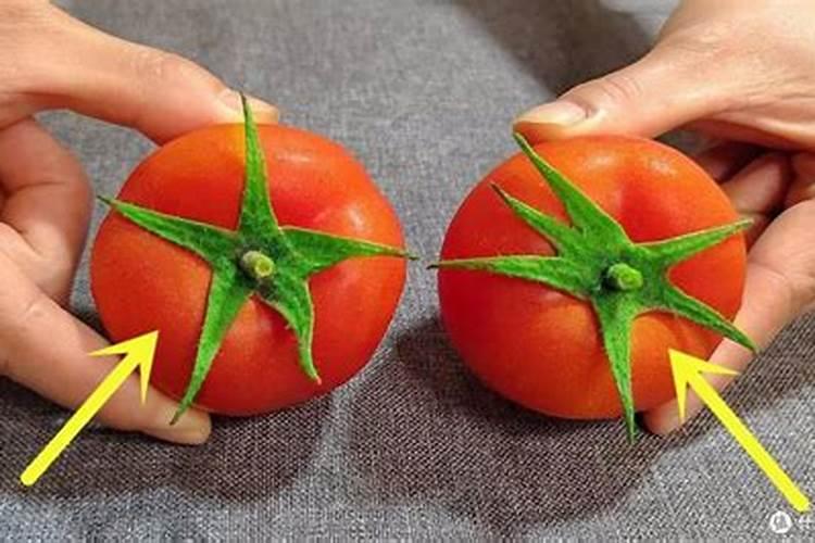 种植西红柿会忽略叶面肥,种植西红柿怎么施叶面肥？