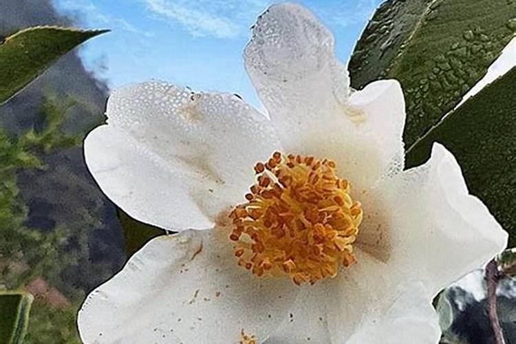 油茶开花时期应该喷何种叶面肥？