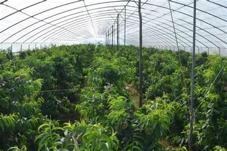 大棚桃树花前打pbo什么时候好