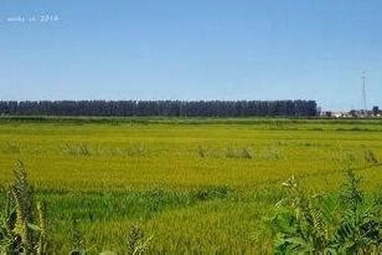 液体氮肥的使用方法