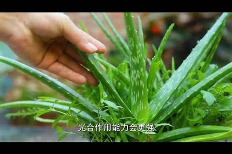 芦荟施什么肥比较好