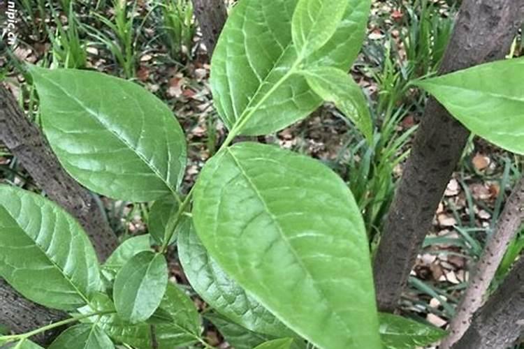腊梅什么季节种植最好？