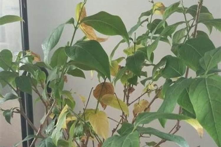 刚移栽的腊梅花枯叶怎么办