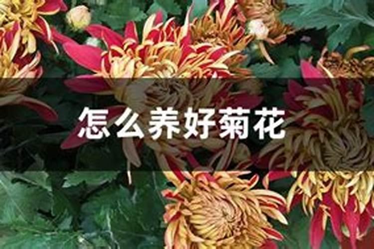 菊花开完花后怎么处理,高度的控制/摘心处理/剪枝