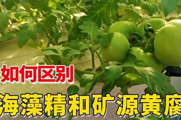 海藻精最佳复配