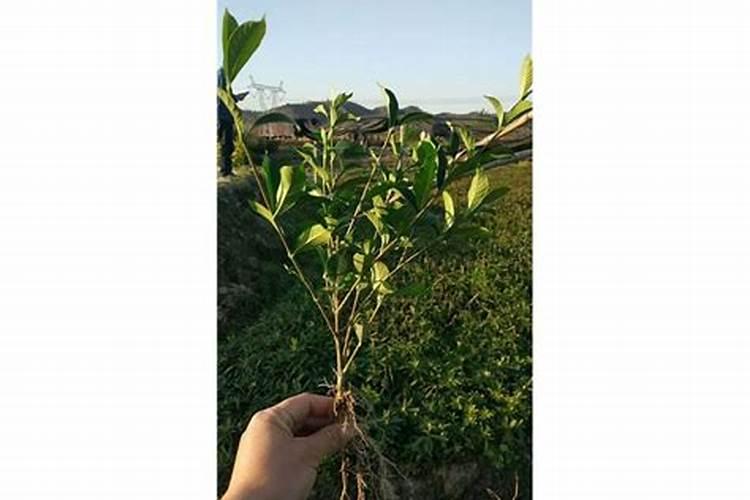 栀子花施什么肥好