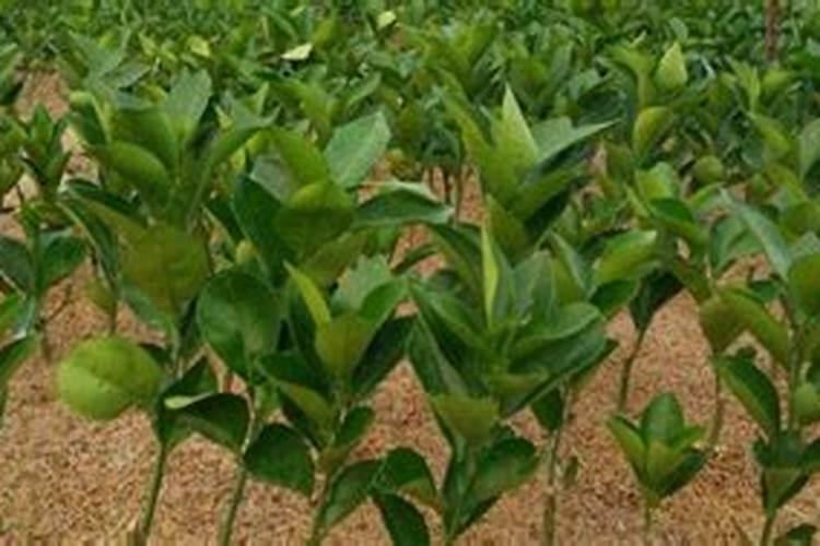 刚开始种橙子树的时候,施什么肥料比较好？