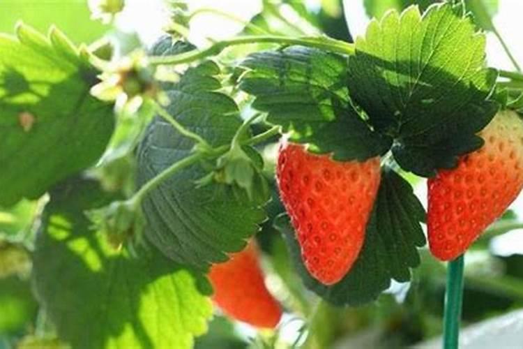 大棚草莓如何施肥