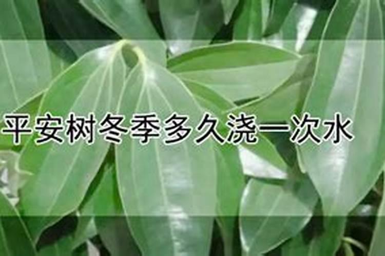 平安树什么时候施肥 平安树哪时候施肥和怎样施肥呢