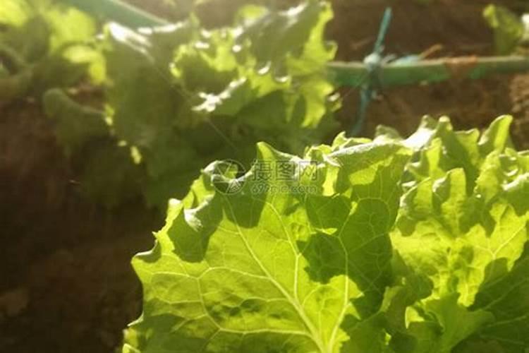 莴苣种植的需肥量怎么样呢？莴苣是如何施肥的呢？