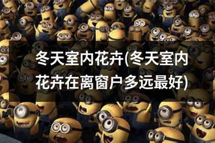 米兰花冬季怎么过冬