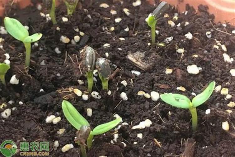 樱桃树叶子上有小红点？