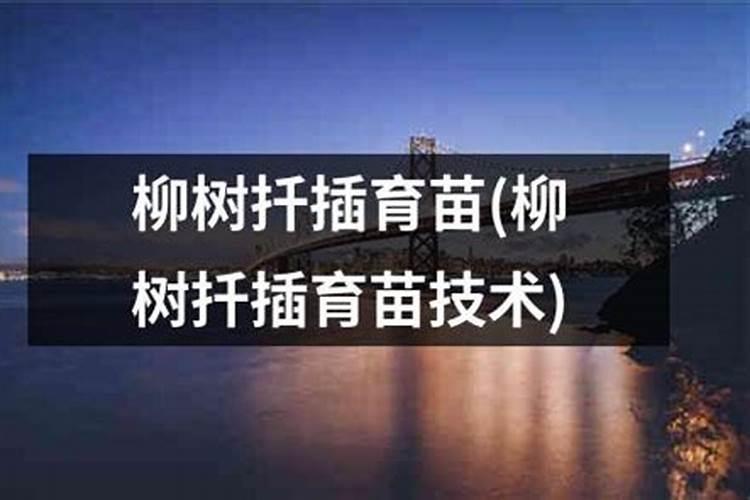 柳树怎么播种的