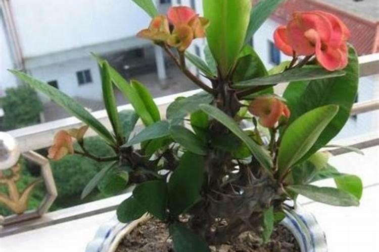 虎刺梅为啥不长新叶子
