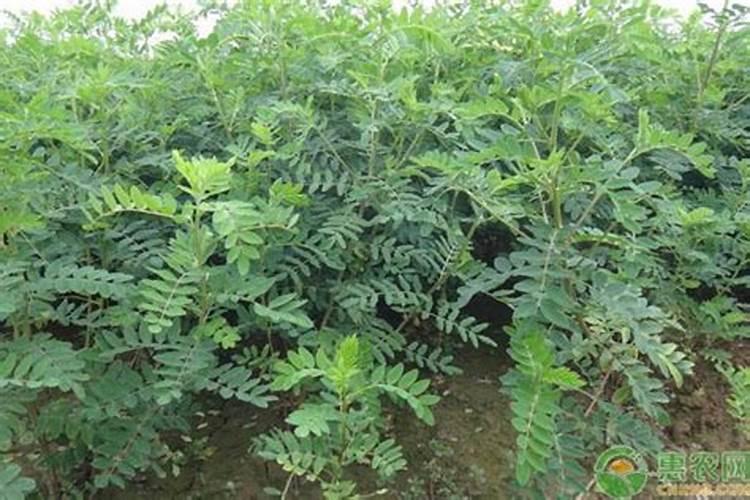 黄芪怎么除草,要用什么除草剂？ 黄芪在什么温度下除草最安全？
