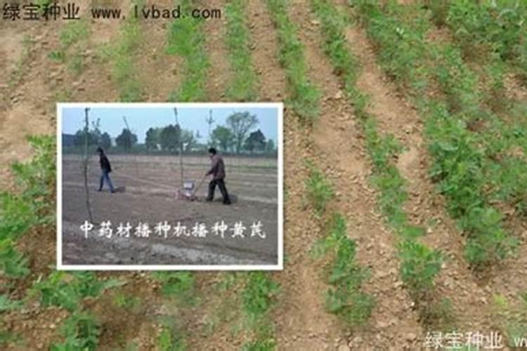 黄芪怎么除草,要用什么除草剂？ 黄芪在什么温度下除草最安全？