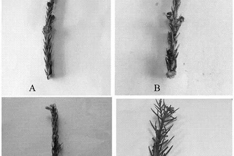 柳杉的养殖方法