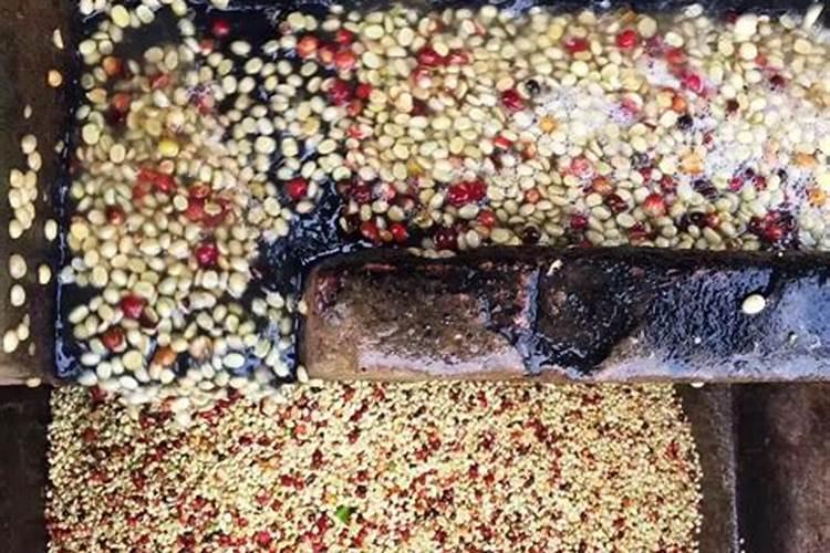 生黄豆能做花肥吗 生黄豆适合制作成肥料吗