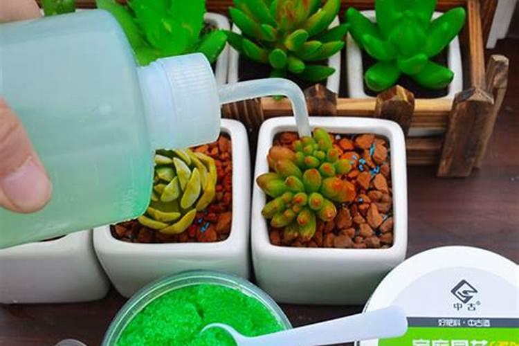 用什么水浇灌沙漠玫瑰花开满树