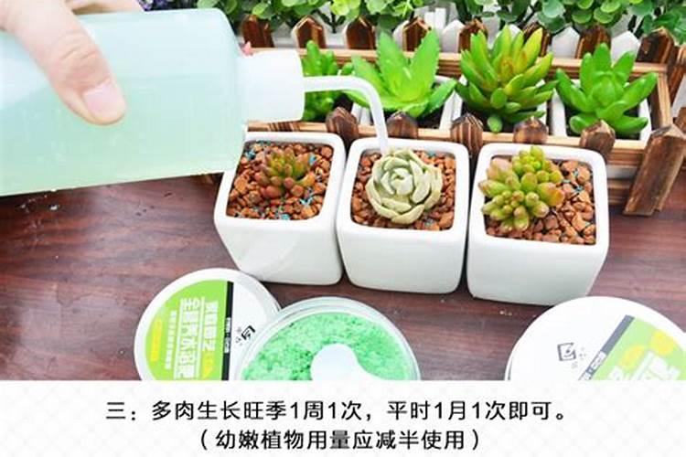 多肉徒长如何操作快速成老桩