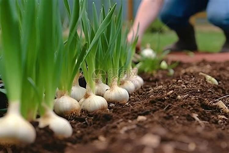 秋季大葱浇水很重要,秋季大葱如何浇水？