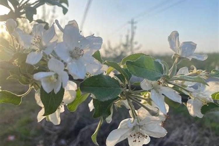 茉莉花用什么浇灌开花更旺