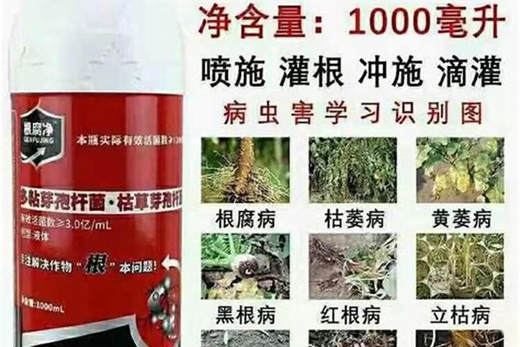 生姜纹枯病用什么药效果好