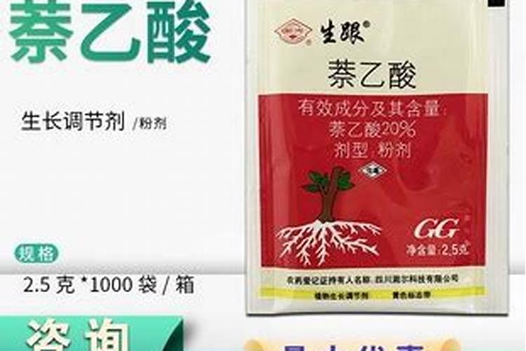 单片心叶球兰怎样出茎？心叶球兰叶插方法介绍!