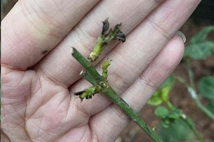 月季出新芽了,大家帮忙看看能晒太阳和施肥了吗