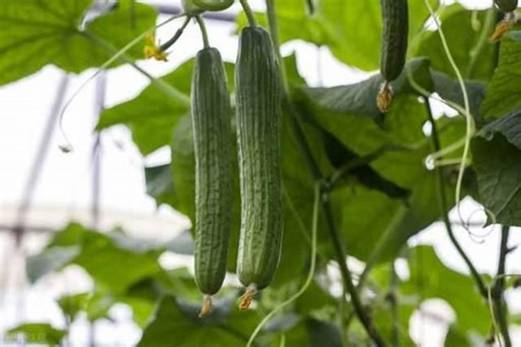 草莓专用肥是什么肥料 草莓施入氮磷钾肥的作用