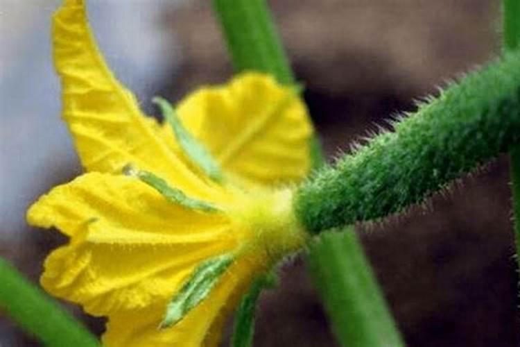 老师:氯吡脲,鲜花王可以混合使吗怎样用？