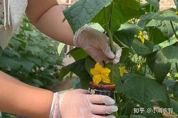 黄瓜表面带有白皮是怎么回事？