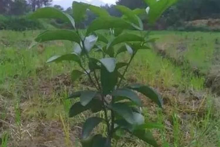 新栽柑橘幼苗怎么施肥