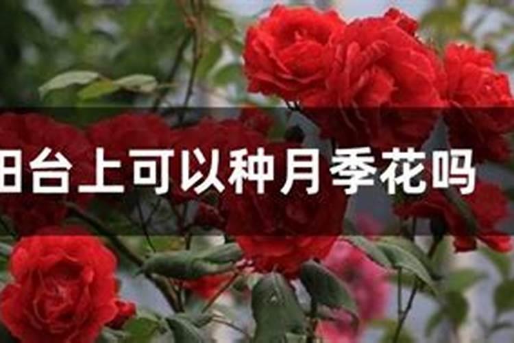 养月季三元复合肥和挪威复合肥哪个好用