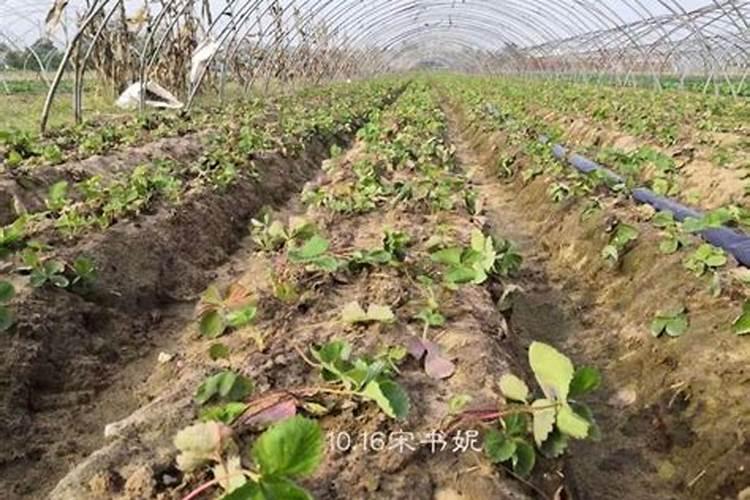 兰花开花时能浇水吗