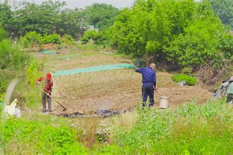 玉米施肥后下大雨有事吗