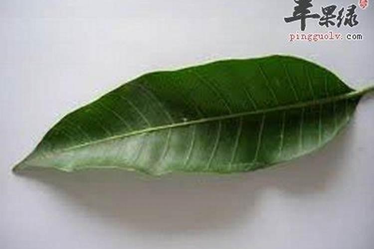 芒果施什么肥