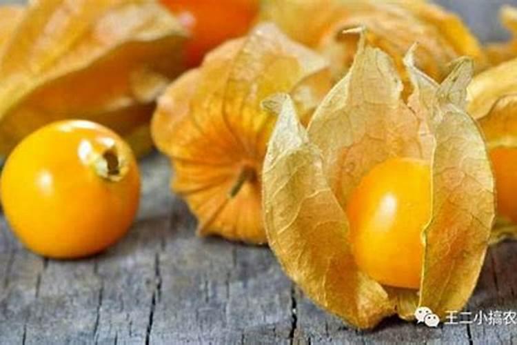 钙肥的最佳使用时期